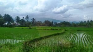 lahan