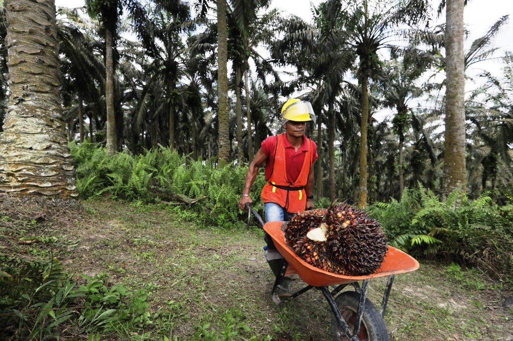 kelapa sawit
